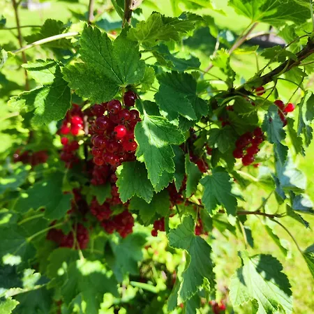 Kotkapesa Aparthotel *