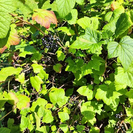 Aparthotel Kotkapesa Treimani