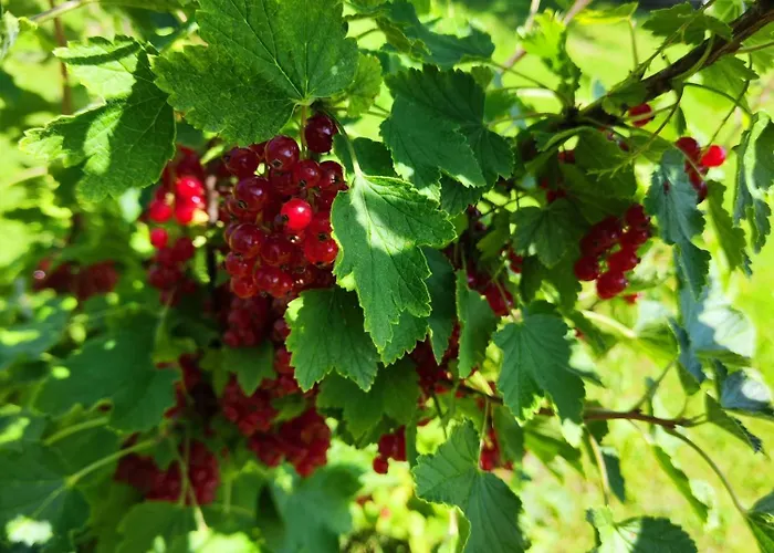 Kotkapesa Aparthotel *