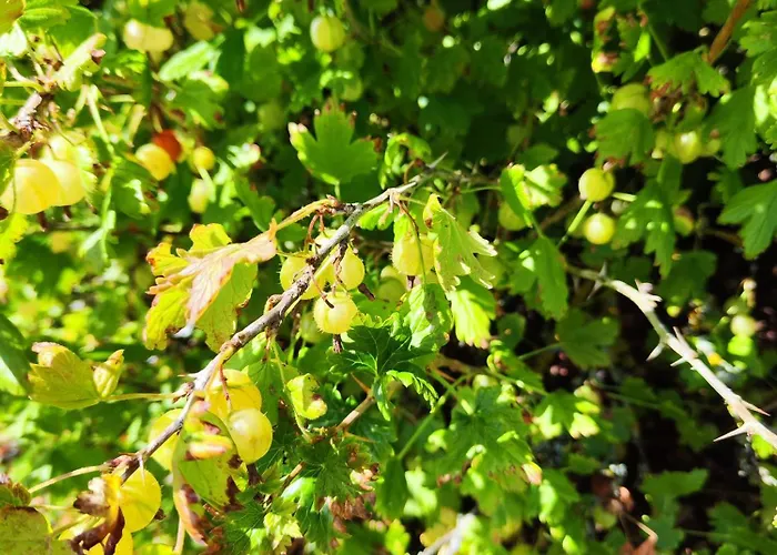 Kotkapesa Aparthotel Treimani