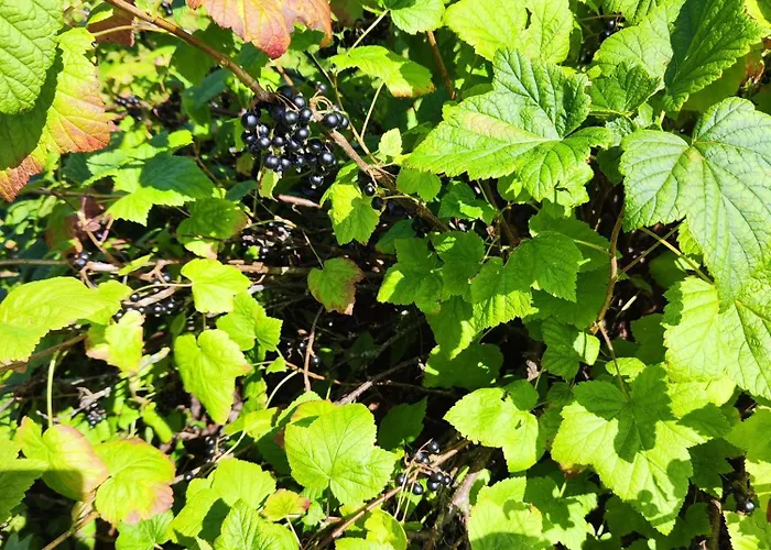 Aparthotel Kotkapesa Treimani