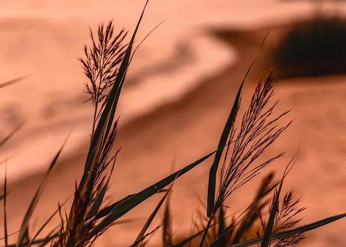 Kotkapesa * Treimani